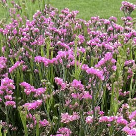 Hipster Rose, Statice Seeds